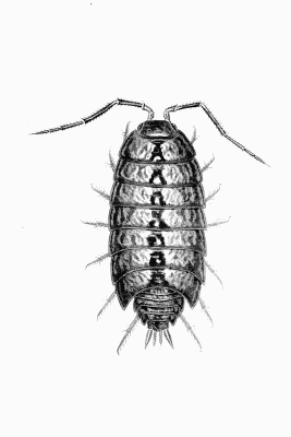 Plate X Philoscia muscorum