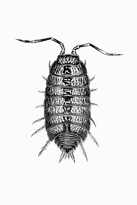 Plate XIX Metoponorthus pruinosus