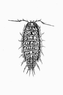 Plate II Ligidium hypnorum