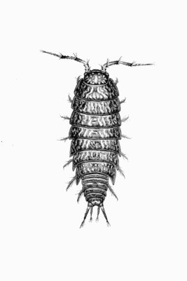 Plate III Trichoniscus pusillus