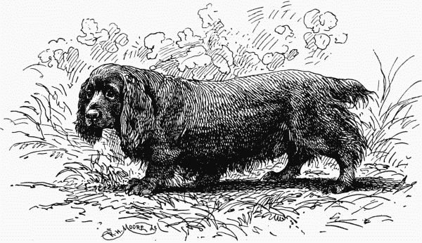 SUSSEX-SPANIEL CH. "BRIDFORD GIDDIE". MOSES WOOLLAND, OWNER.