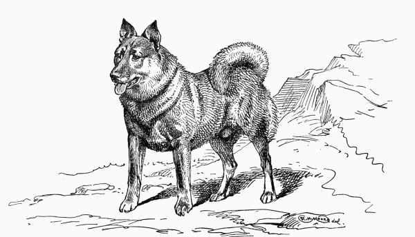 NORWEGIAN ELKHOUND "JAEGER" LADY CATHCART OWNER.