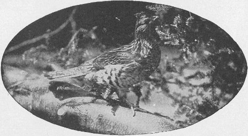 Ruffed Grouse.