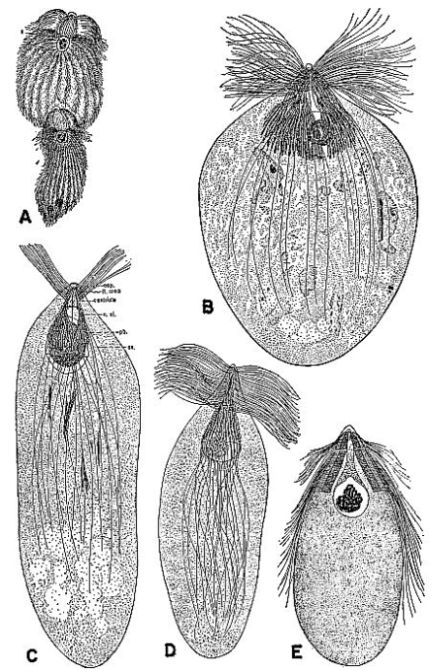 Protozoa...