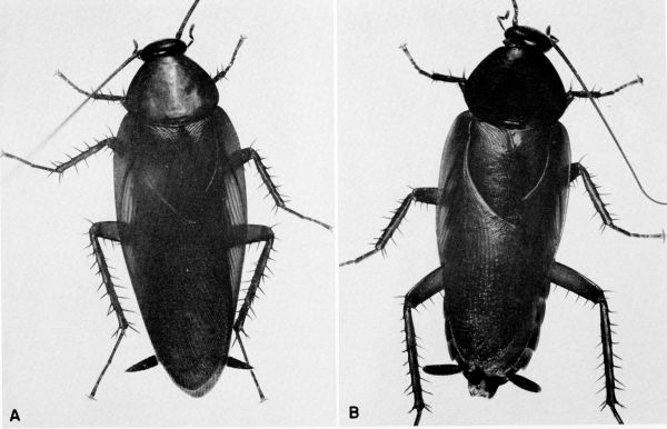 Periplaneta fuliginosa.