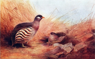 HEY’S SAND-PARTRIDGE