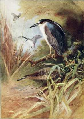 NIGHT HERON