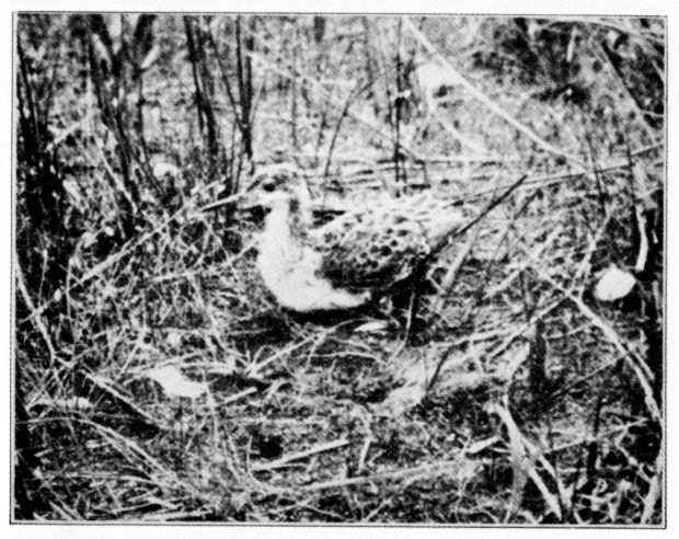 WILSON PHALAROPE.