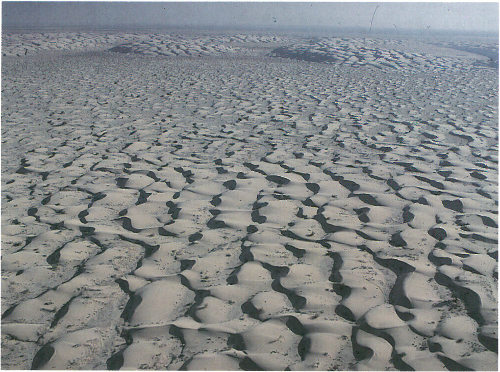 These dunes in the Algodones Sand Sea of southeastern California move as much as 5 meters per year. The dunes in this photograph, looking south, move toward the east (left) (photograph by Peter Kresan).