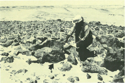 The arrow points to shiny black desert varnish on these rocks of Egypt’s southwest desert (photograph by Carol Breed).