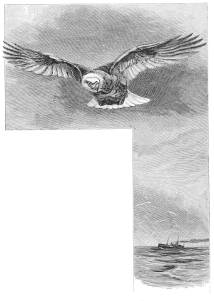 THE EAGLE OF THE SEA