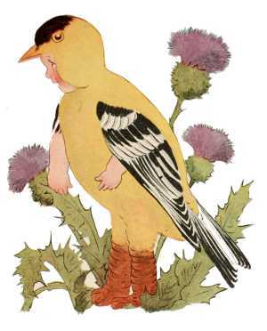 Goldfinch