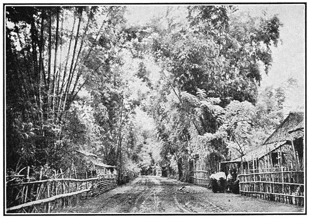 Bamboo Trees