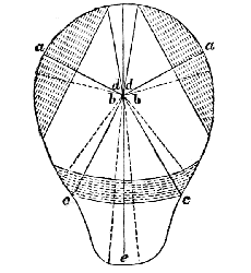 lines
representing force of the Fundul Fibres