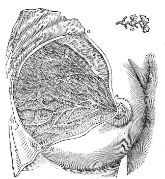 Structure
of the Breast