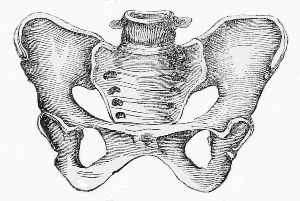 standard form of the Pelvis