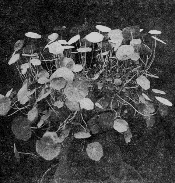 THE
NASTURTIUMS BEGAN TO HIDE THE LITTLE POT