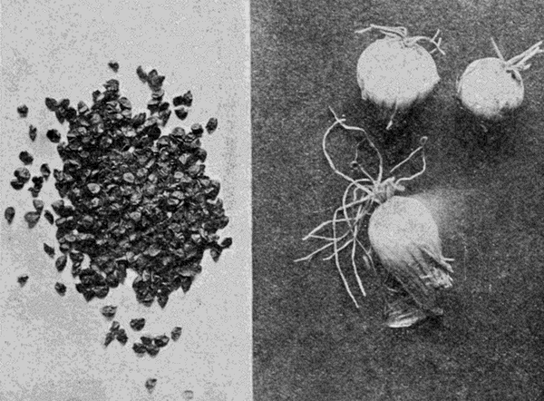 seed and
sets of an onion