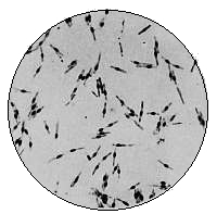 Bacillus Mycoides