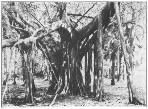 Banyan Tree (Ficus bengalensis). A fig tree of India,
whose adventitious roots make frequent connection between the tree top
and the ground. Starting as thin, whiplike streamers these roots
ultimately form new trunks. (Courtesy Brooklyn Botanic Garden.)