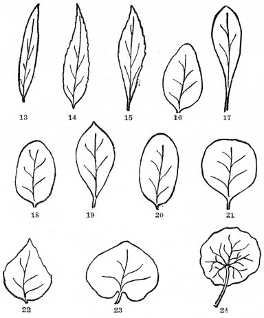 FIG. 13-24.—FORMS AND TIPS OF LEAVES

Fig. 13. A linear leaf with an acute tip. Fig. 14. Lanceolate leaf with
an acuminate tip. Fig. 15. Oblanceolate leaf broadest above the middle.
Fig. 16. Ovate, broadest below the middle. Fig. 17. Spatulate, broadest
above the middle and with an elongated base. Fig. 18. Elliptical. Fig.
19. Obovate in which the general shape is ovate, but broadest toward the
tip. Fig. 20. Oblong. Fig. 21. Orbicular or nearly round. Fig. 22.
Deltoid or somewhat triangular, an ovate leaf with a broad base. Fig.
23. Kidney-shaped or reniform with heart-shaped base. Fig. 24. Peltate
leaf of common garden nasturtium; note circular blade with leafstalk
attached to the center.