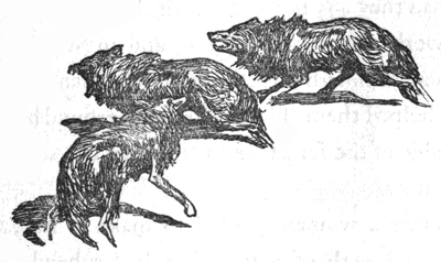 three wolves