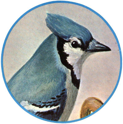 Blue Jay