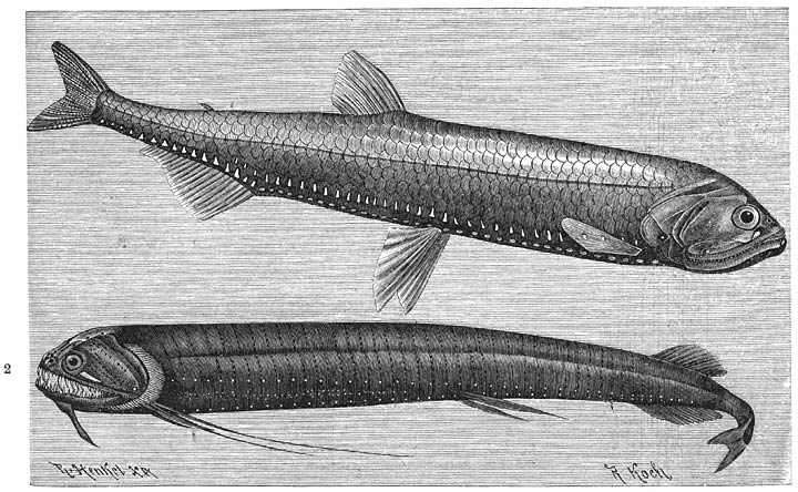 1) Fosforvisch (Photichthys argenteus). ⅓ v. d. ware grootte. 2) Gebaarde Egelbek (Echiostoma barbatum). ½ v. d. ware grootte.