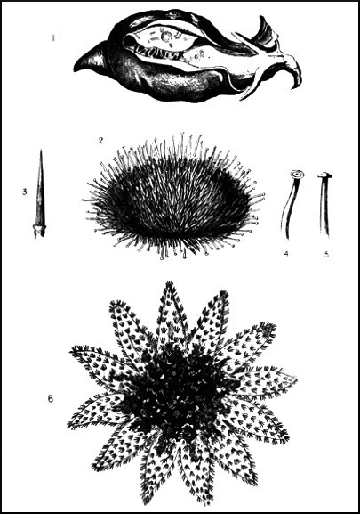 Sea-Urchins