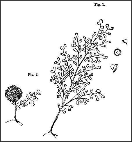 Illustration showing Fig. 1. and Fig. 2.