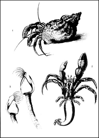 Crabs and Ship Barnacles