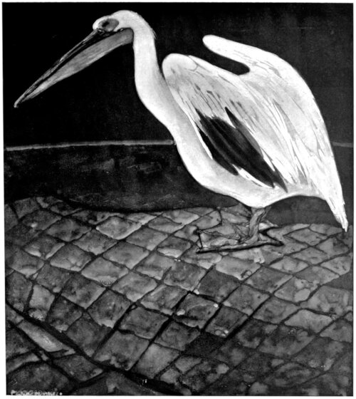 The Pelican