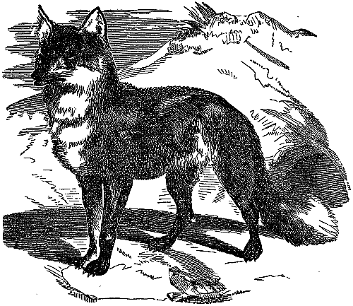 fox