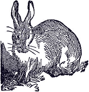 rabbit