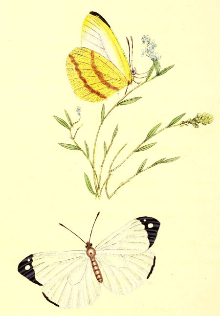 plate009