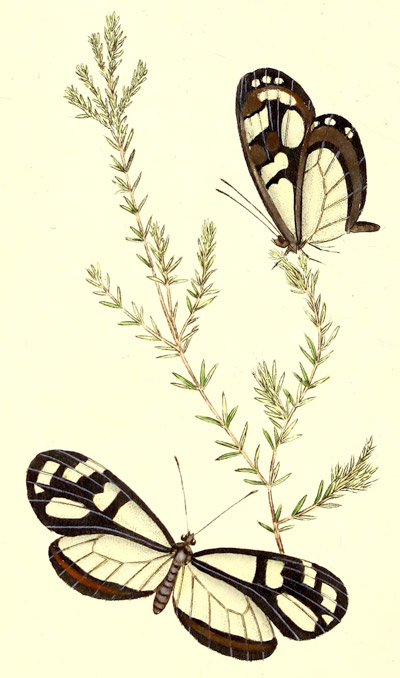 plate 31