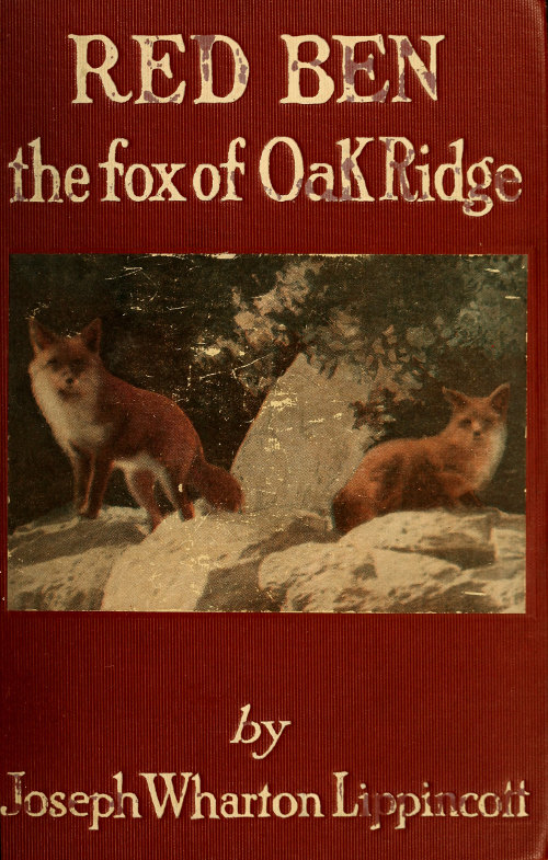 Red Ben, the fox of Oak Ridge