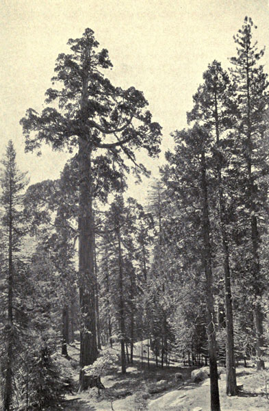 Midsummer in the
Sequoia Forest