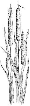 cattails