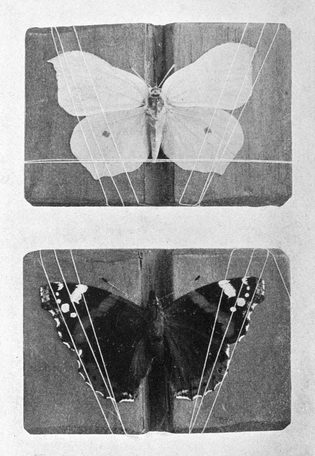 Plate 6