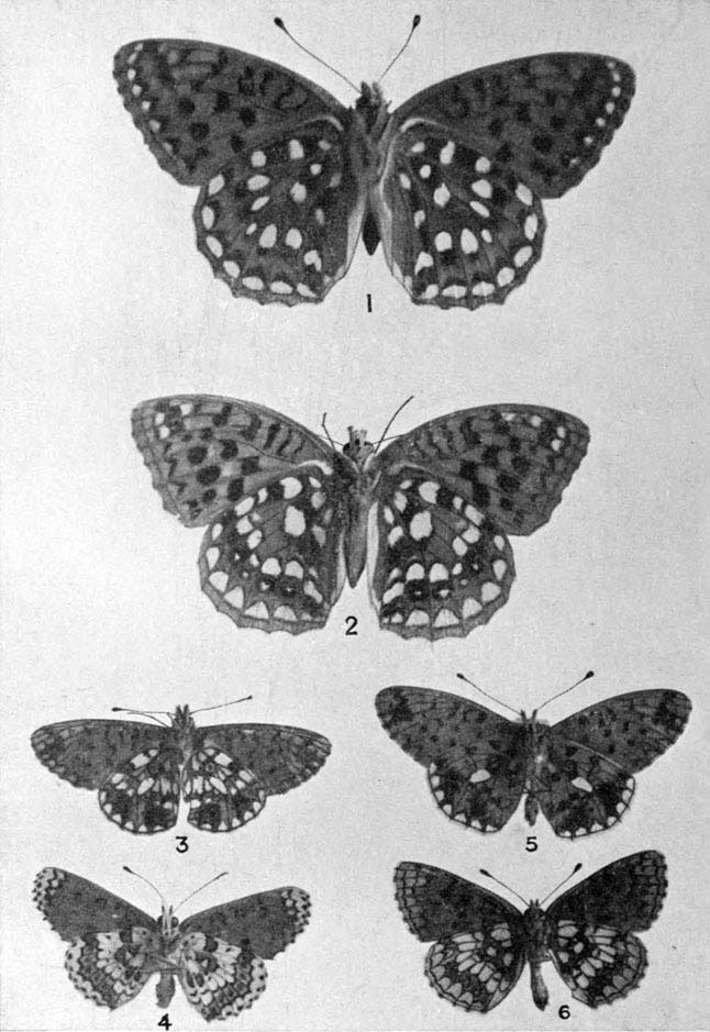 Plate 10