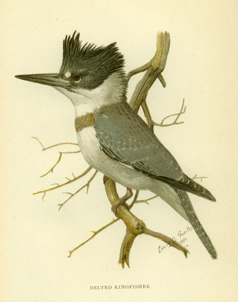 belted kingfisher