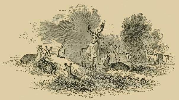 Fallow deer