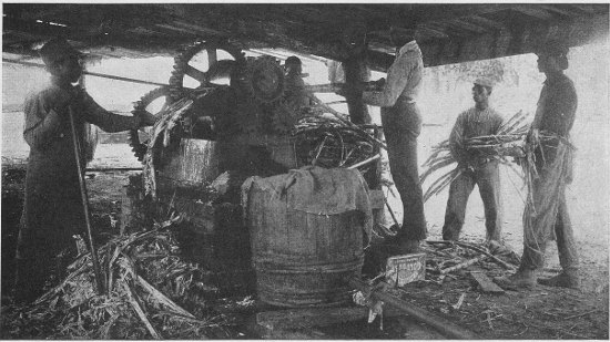 GRINDING SUGAR-CANE AT THE SCHOOL'S SUGAR-MILL