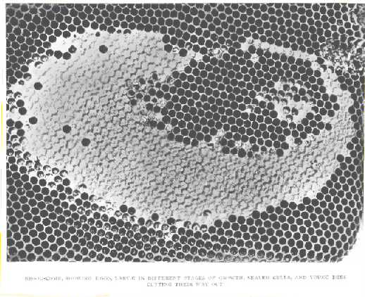 Brood-comb, showing eggs, larvæ in different stages of
growth, sealed cells, and young bees cutting their way out