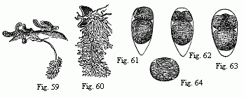 Fig. 59. Young of
Peltogaster socialis on the abdomen of a small Hermit Crab; in one of them the
fasciculately ramified roots in the liver of the Crab are shown. Animal and
roots deep yellow. Fig. 60. Young Sacculina purpurea with its roots; the animal
purple-red, the roots dark grass-green. Magnified. Figs. 61 to 63. Eggs of
Tetraclita porosa in segmentation, magnified. The larger of the two
first-formed spheres of segmentation is always turned towards the pointed end
of the egg. Fig. 64. Egg of Lernæodiscus Porcellanæ, in segmentation, magnified
90