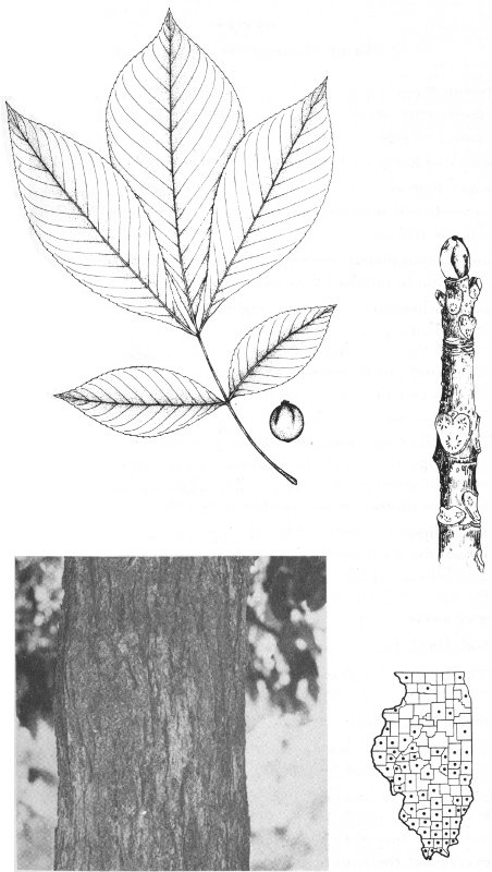 PIGNUT HICKORY