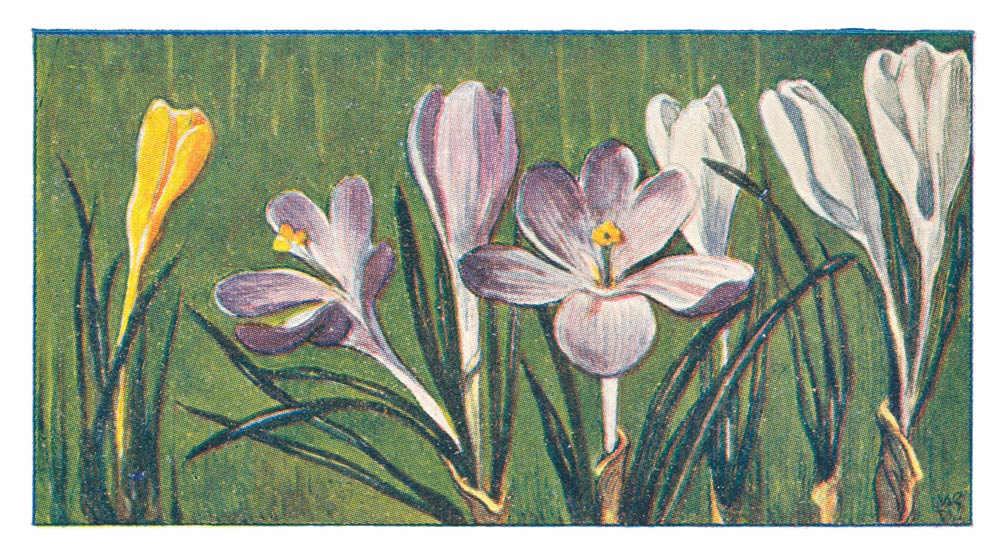 Crocusjes.