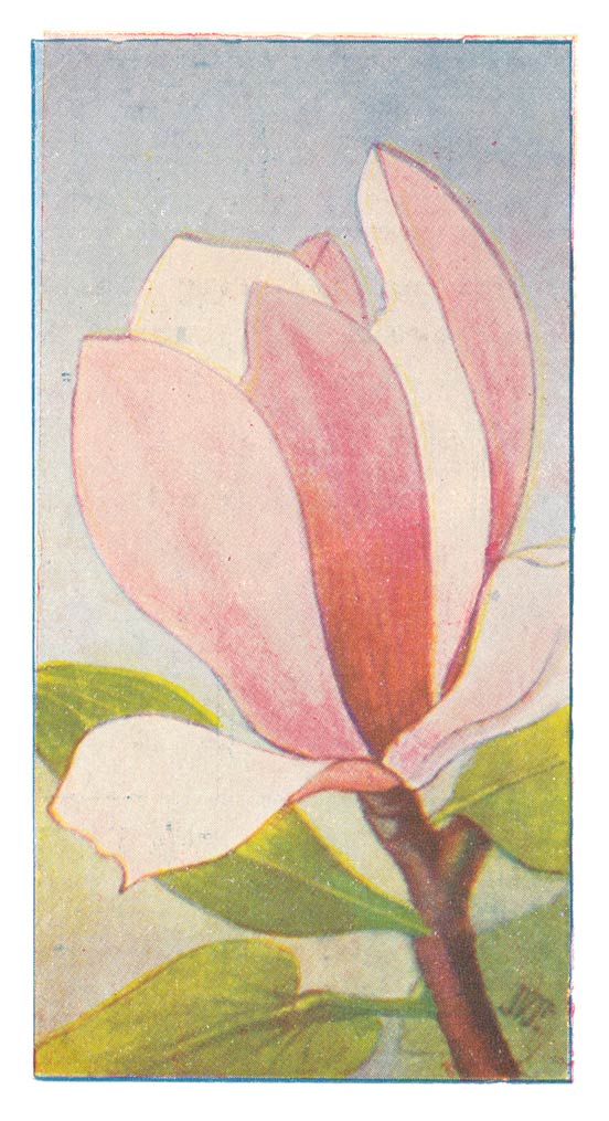 Magnolia.