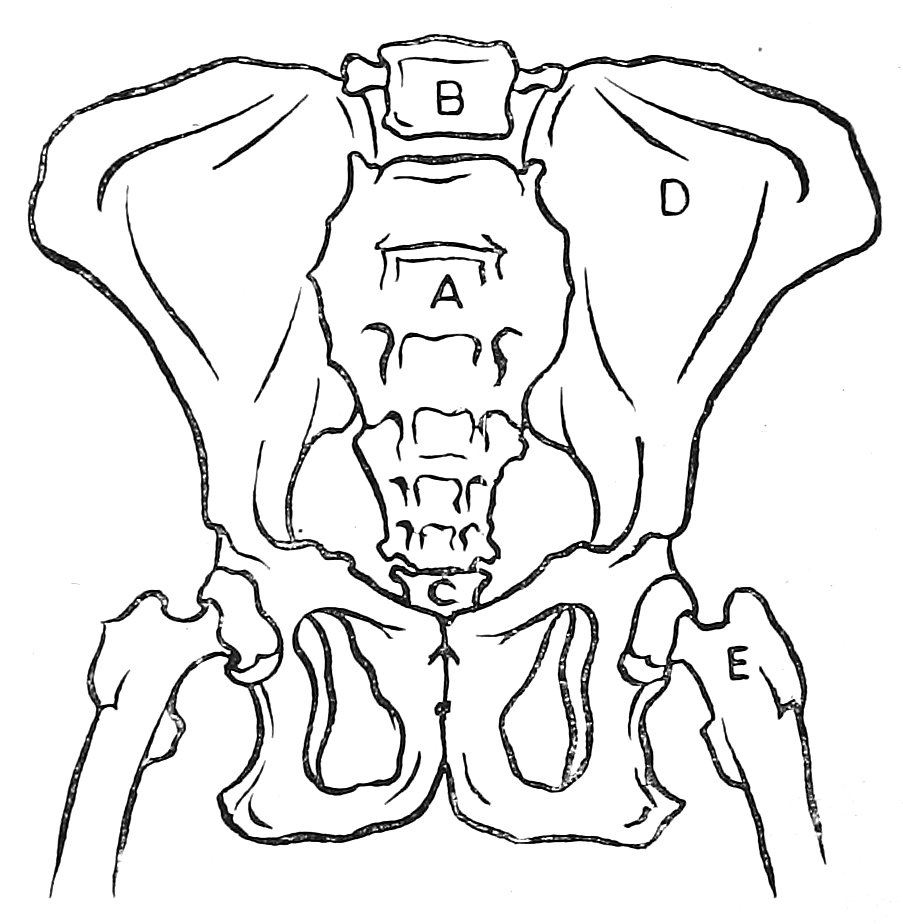 Pelvis of the Chimpanzee